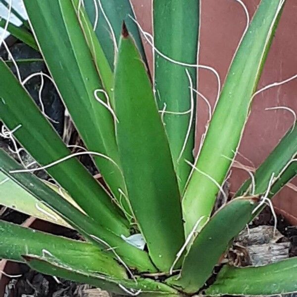 Agave filifera Pokrój