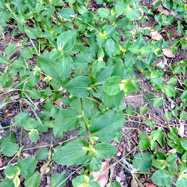 Commelina benghalensis 叶