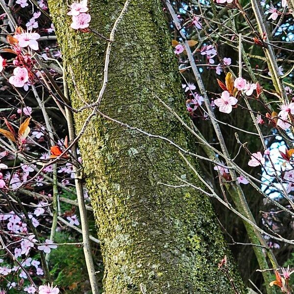 Prunus cerasifera Kůra