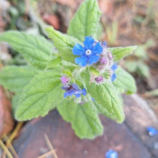 Pentaglottis sempervirens Virág