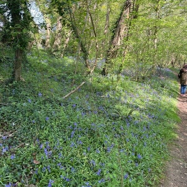 Hyacinthoides non-scripta Hábito