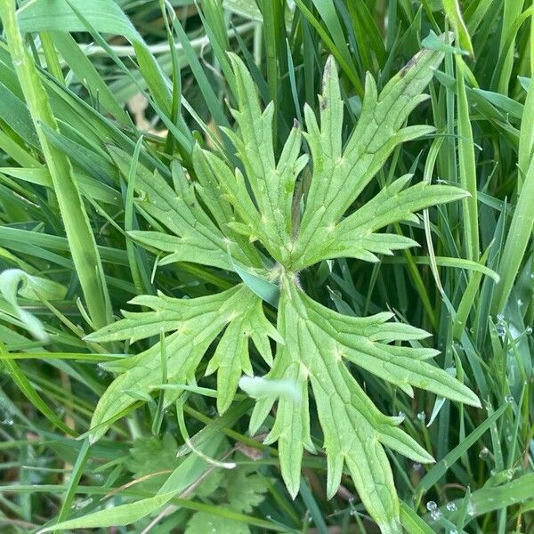 Ranunculus acris Blatt