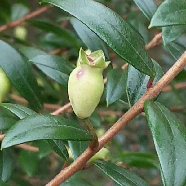 Myrtus communis ഫലം