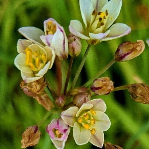 Nothoscordum gracile Flower