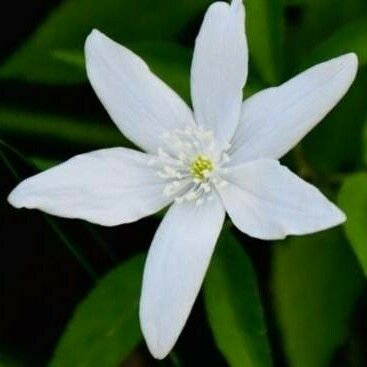 Anemonoides trifolia 花