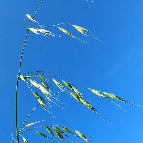 Avena fatua Flor