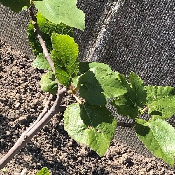 Ficus palmata Blad