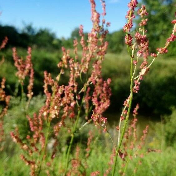 Rumex thyrsiflorus പുഷ്പം