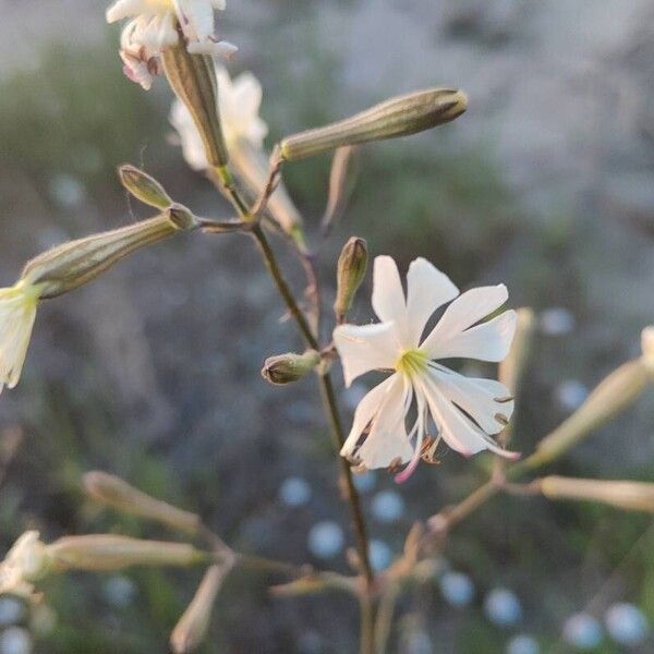 Silene italica Flower