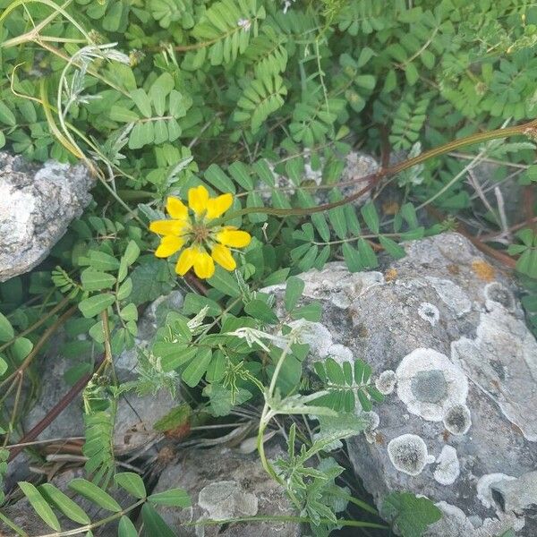 Coronilla securidaca Flower