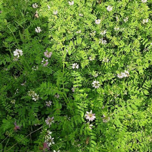 Coronilla varia Hábito