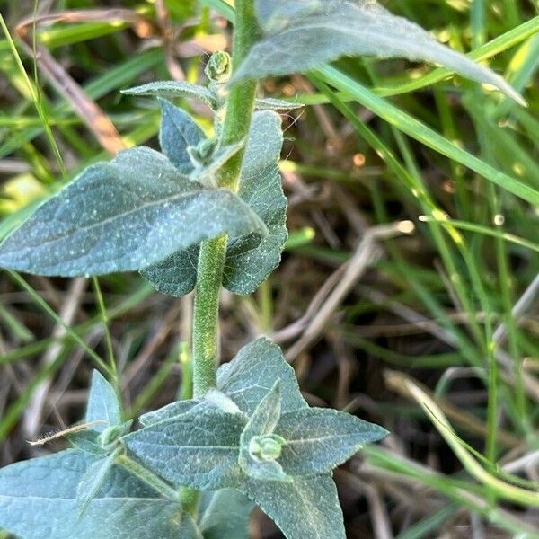 Verbascum sinuatum Leaf