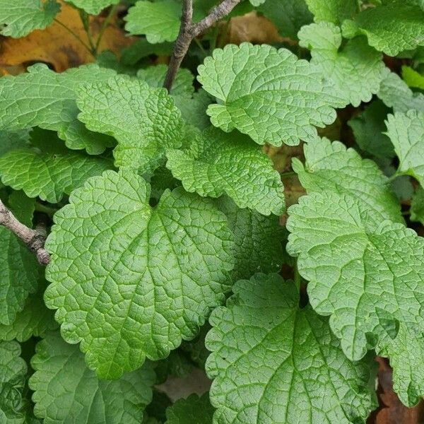 Marrubium vulgare Leaf