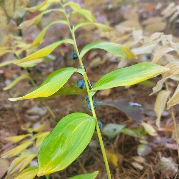 Polygonatum biflorum Φύλλο