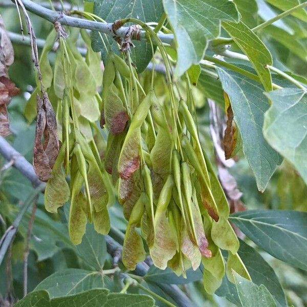 Acer negundo Frugt