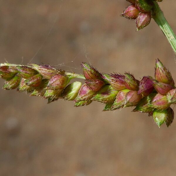 Echinochloa colona Flor