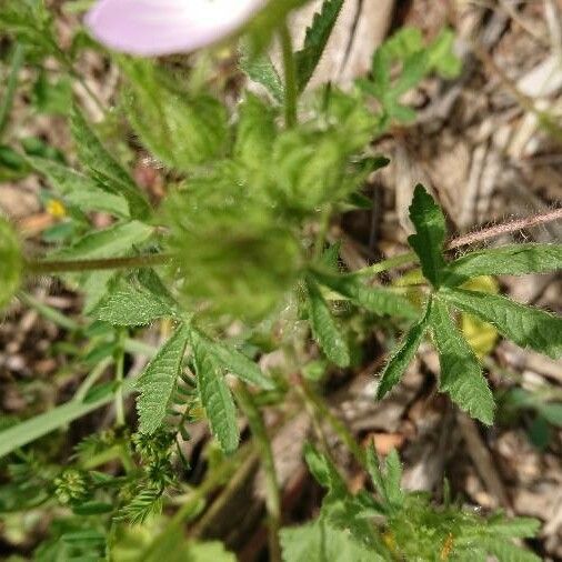 Malva setigera Levél