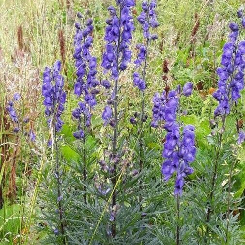 Aconitum napellus Blüte