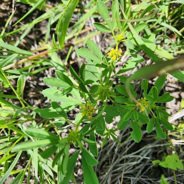 Crotalaria pycnostachya Blomst