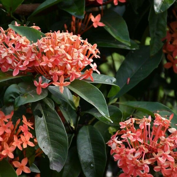 Ixora chinensis Kwiat