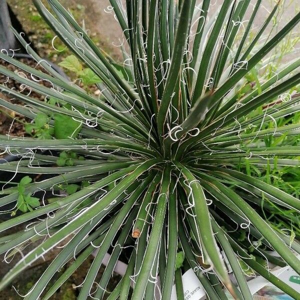 Agave filifera Leaf