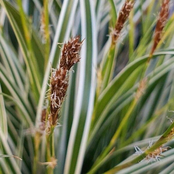 Carex ornithopoda Alia