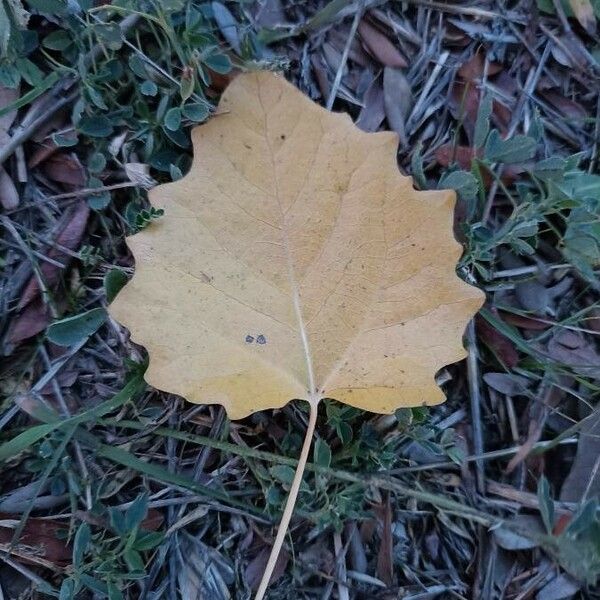 Populus tremula Hostoa