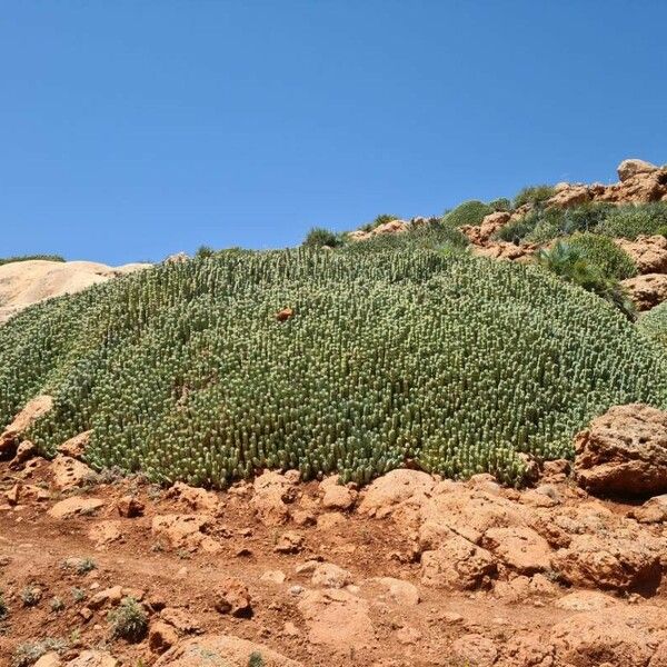 Euphorbia resinifera Vekstform