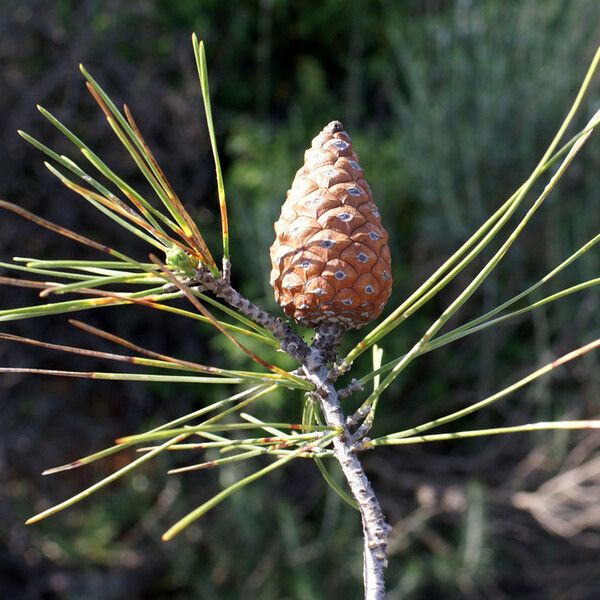 Pinus brutia Blad