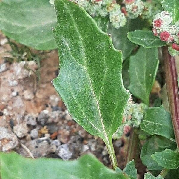Chenopodium quinoa Leaf