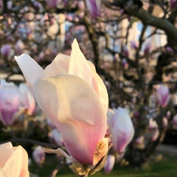 Magnolia × soulangeana Çiçek