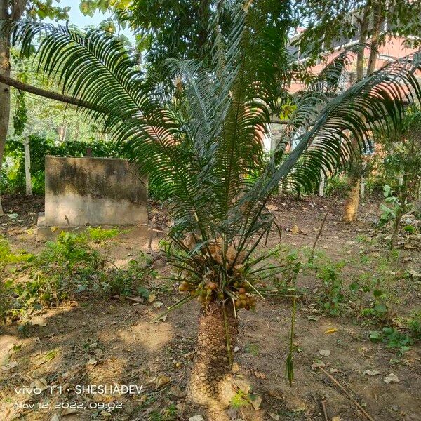 Cycas circinalis Feuille