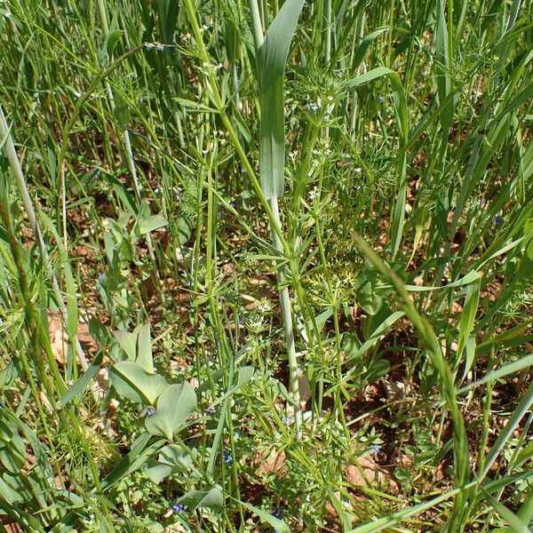 Galium tricornutum Plante entière