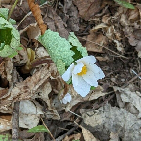 Sanguinaria canadensis Flors