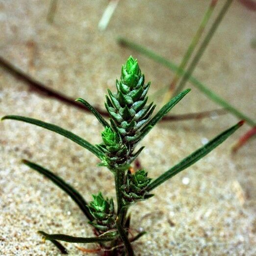 Corispermum pallasii 果