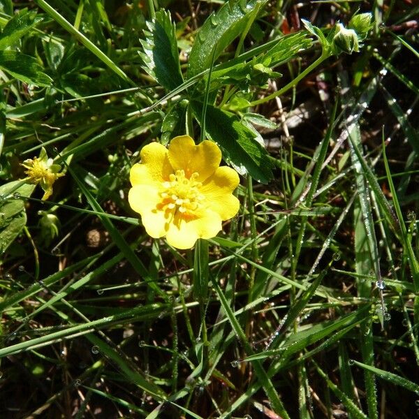 Potentilla aurea Квітка