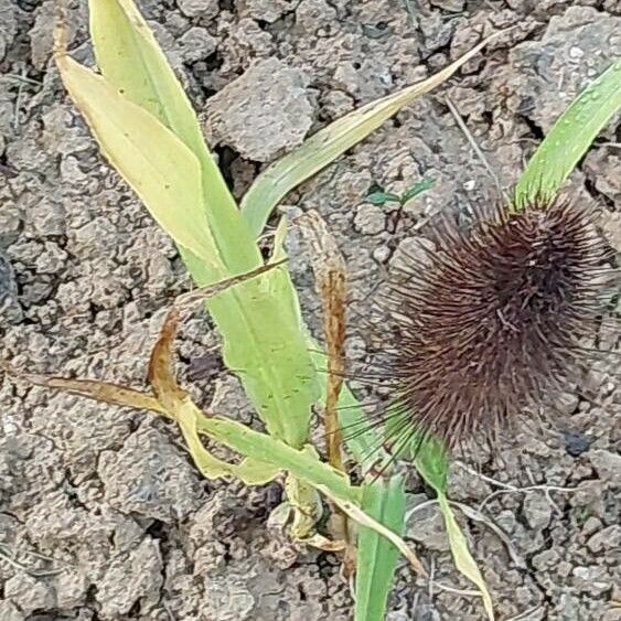 Setaria italica Foglia