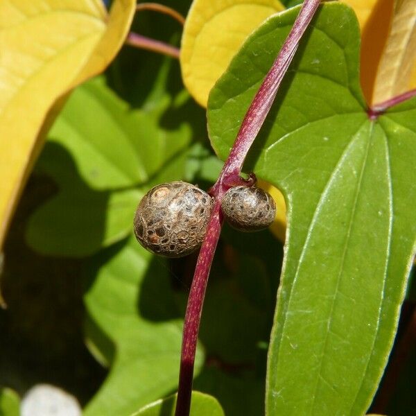 Dioscorea polystachya ഫലം