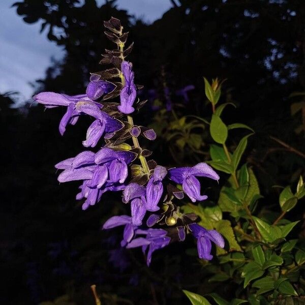 Salvia guaranitica Flower