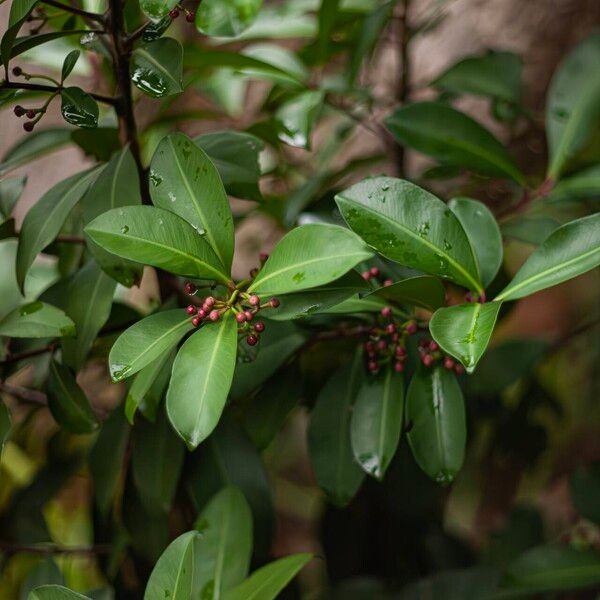 Ardisia elliptica Ovoce