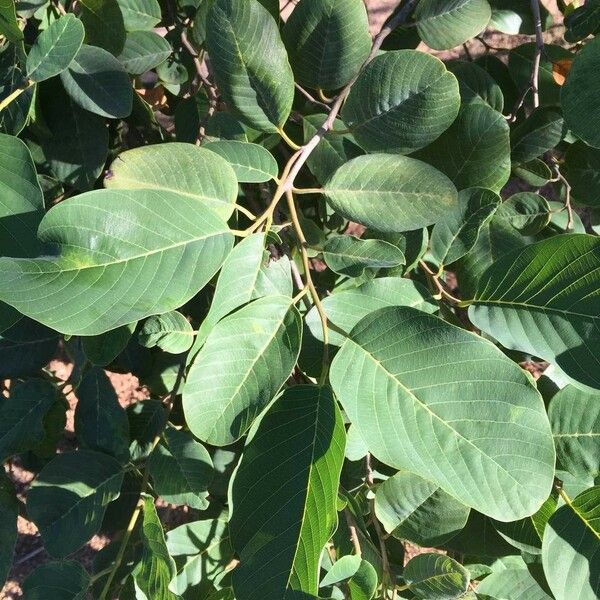 Annona senegalensis Frunză