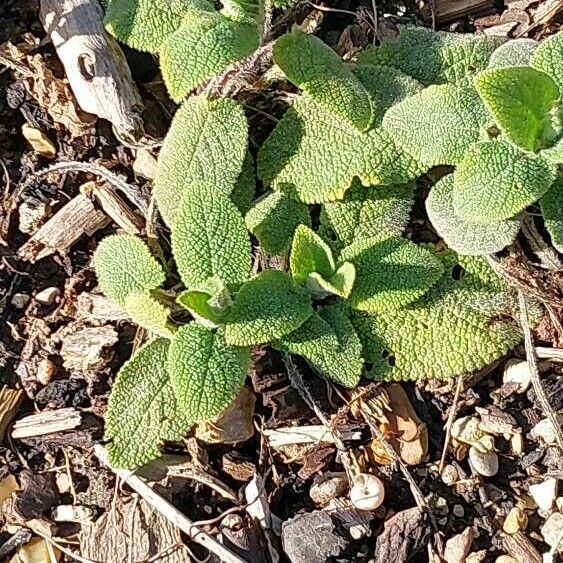 Stachys alpina Fuelha