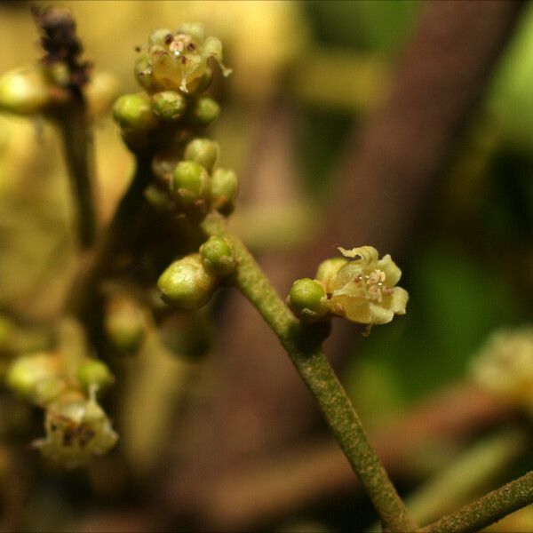 Dendrobangia boliviana Cvet