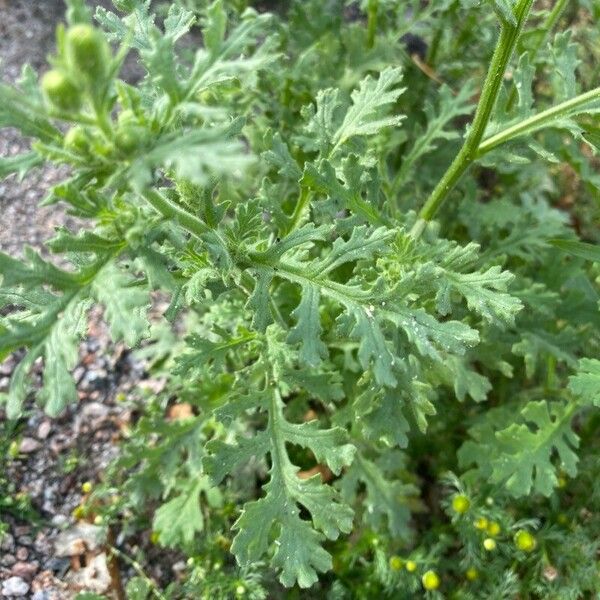 Senecio viscosus পাতা