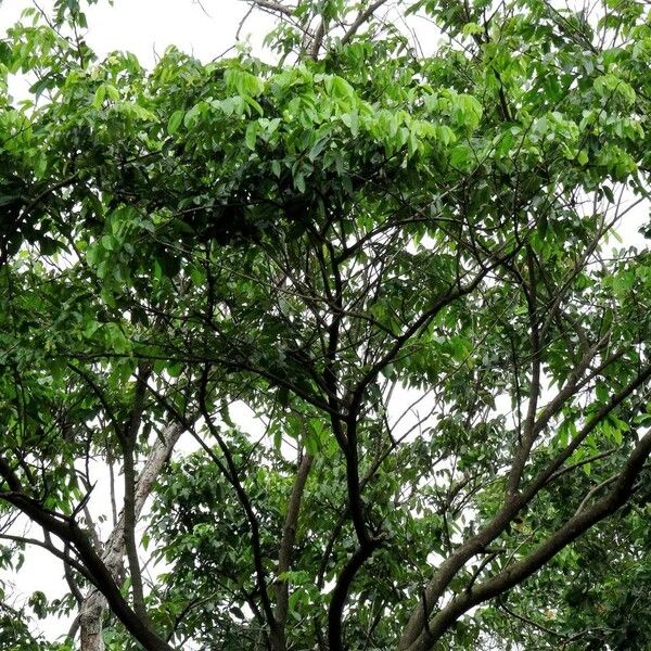 Pterocarpus officinalis موطن