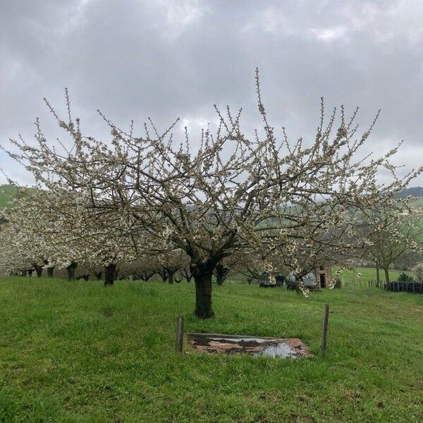 Prunus × gondouinii অভ্যাস