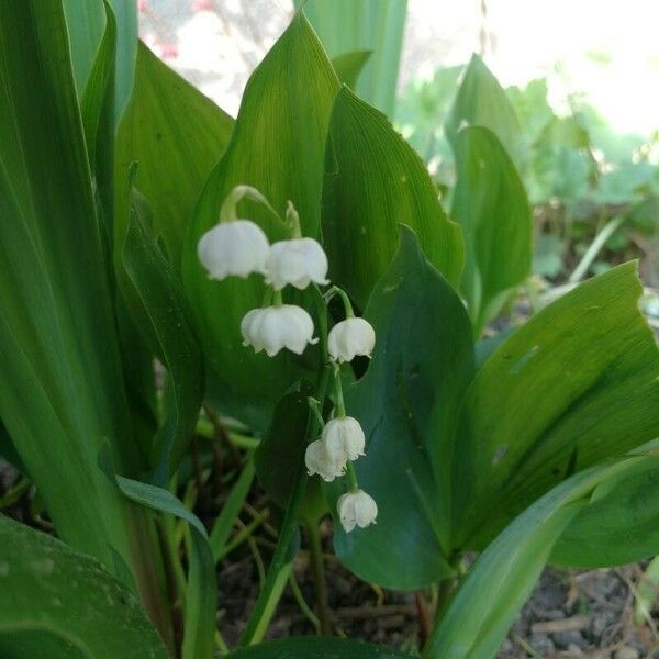 Convallaria majalis Flower