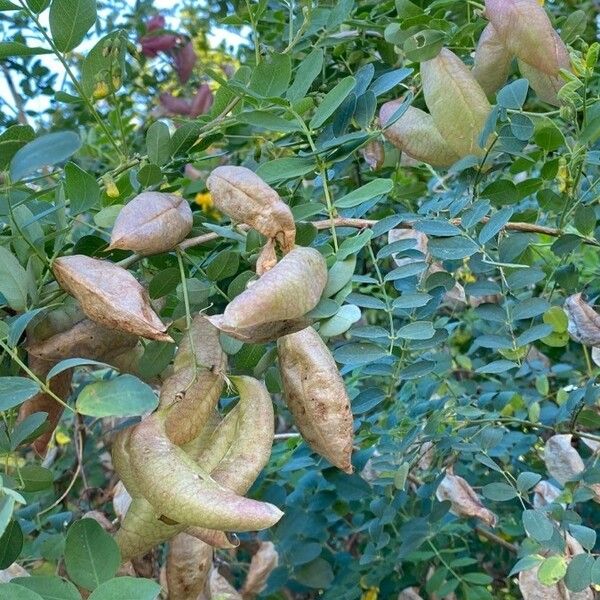 Colutea arborescens Frukt