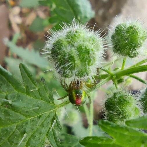 Urtica pilulifera Φρούτο