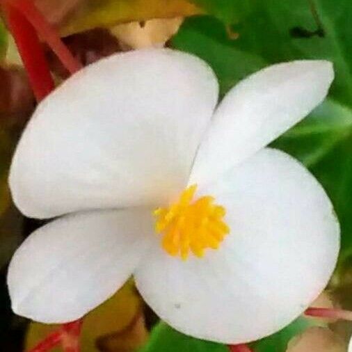 Begonia cucullata Çiçek